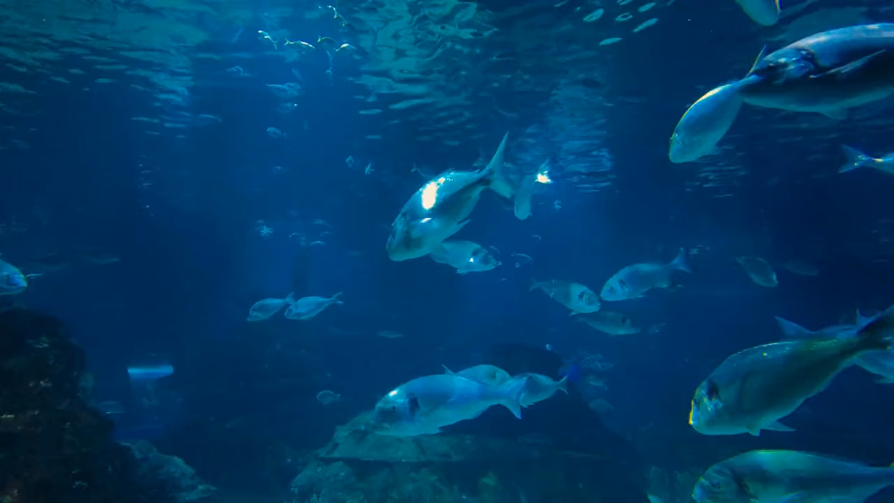 School of reef fish in clear blue water — what you can see on your first dives in Amed